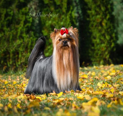 Různé barevné varianty jorkšírských teriérů