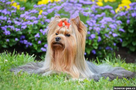 Detailní popis zbarvení Blue and Tan u jorkšírského teriéra