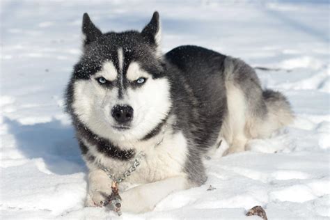 Šteňa sibírskeho huskyho pri hre