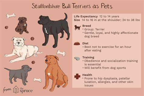 Infografika: Profil Staffordshire Bull Terrier a ukazovatele zdravia a socializácie