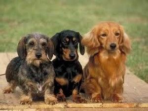 Rôzne typy psej srsti