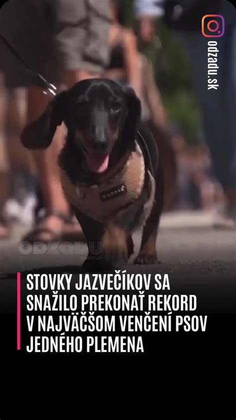 Ilustračná mapa Ukážky rekordov v dlhovekosti psov na Slovensku a vo svete