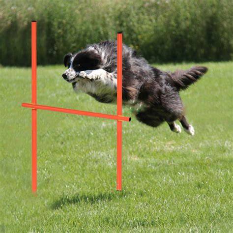 Štartovacia sada: agility a športy pre policajné psy