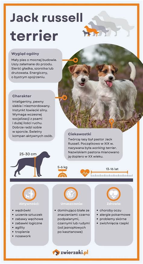Infografika: charakteristiky Jack Russell teriéra (pohyb, výška, váha, srsť)