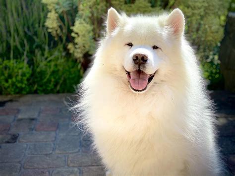 Samojed s úsmevom