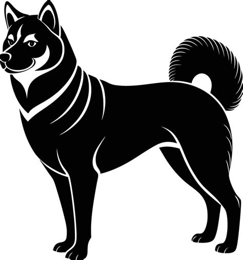 Vizualizácia charakteristik Akita Inu: silueta, farebné varianty a výška