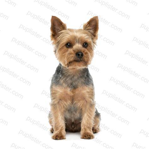 Yorkshire Terrier - ilustrácia ukazuje typický dlhý hodvábny zúbkový srstý vzhľad a typické črty plemena