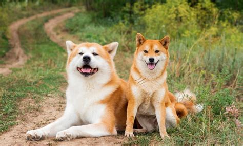 Akita Inu v interakcii s rodinou