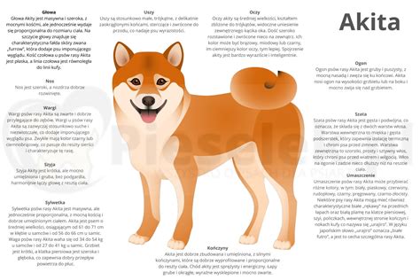 Ilustrácia zdravého psa Akita Inu