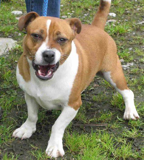 Infografika: Porovnanie plemien Staffordshire Bull Terrier a Jack Russell Terrier