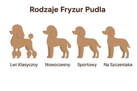 Infografika ilustrujúca veľkostné varianty pudla (toy, trpasličí, štandardný) a ich rozpäti výšok