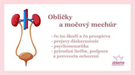 Infografika: anatomia psa - prostata, močový mechúr, močové cesty, a ich vzájomné vzťahy