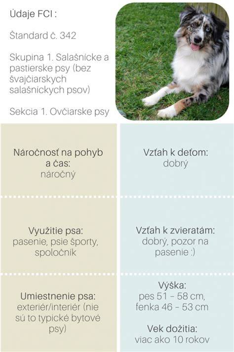 Infografika: Charakteristika austrálskeho ovčiaka, jeho potreby a riziká