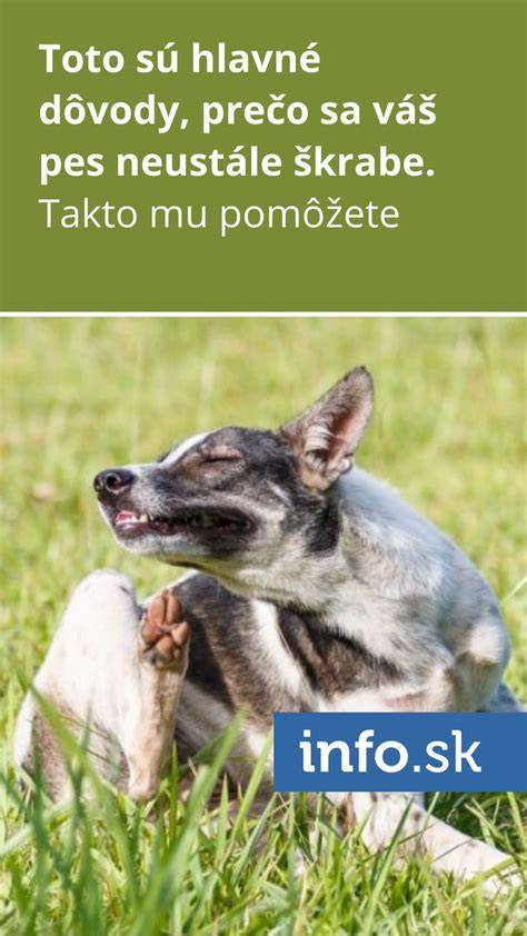 Infografika: 4 hlavné dôvody olizovania psa a tipy na zvládanie