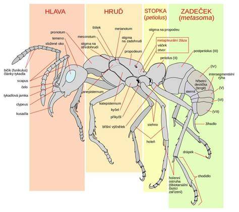 Schéma trojfarebnosti a zakrivenia tela plemena