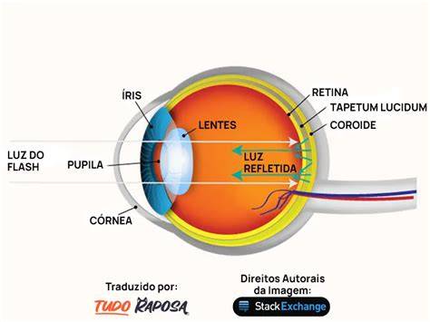 Tapetum lucidum a jeho úloha pri nočnom videní psa