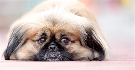 Fotografia pekinského palácového psíka ukazujúca typický vzhľad a hrivu