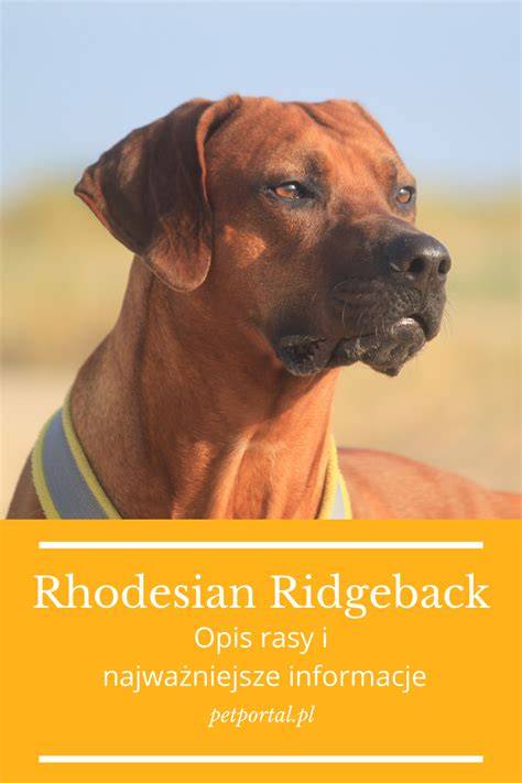 Infografika: Ridgeback pruh na chrbte a základné telesné rozmery