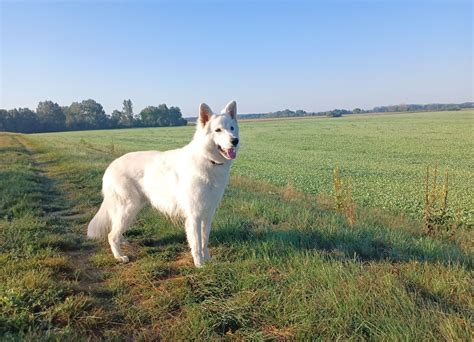 Šteniatko bieleho švajčiarskeho ovčiaka