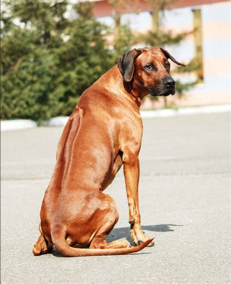 Infografika: Ridgeback a jeho ridge - vizuálna charakteristika