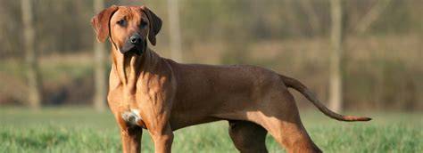 Infografika: Anatomické časti rodézskeho ridgebacka
