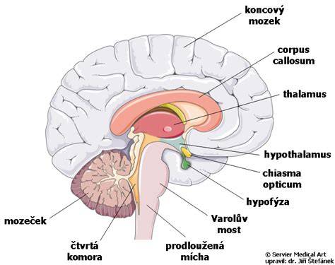 Diagram: Anatomické časti psieho čuchového aparátu
