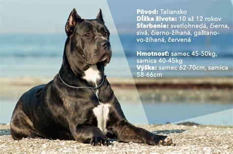 Infografika: veľké plemená psov - výška, hmotnosť a typické povahy