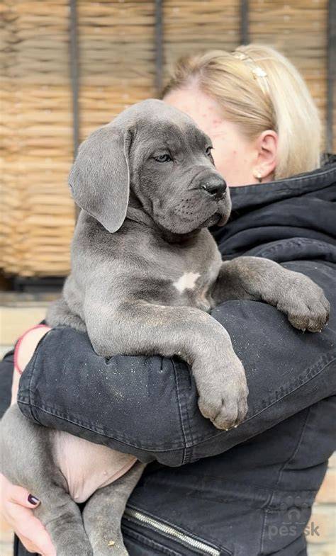 Obrázok: Cane Corso šteniatka - modré farby, zdravé a očkované