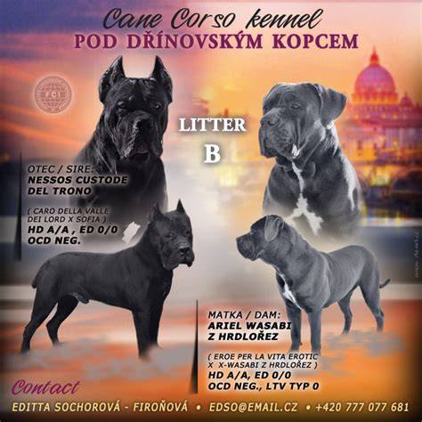 Grafika: genealogický strom Cane Corso (rodokmeň, PP)