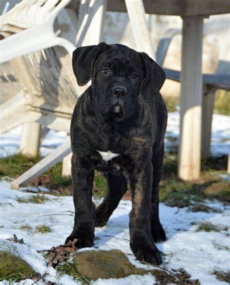 Fotografie rodičov Cane Corso - zdraví a s PP