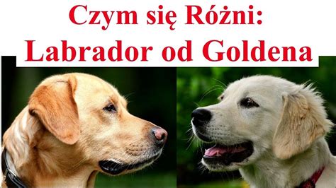 Infografika: Charakteristiky labradora, farby srsti, typy línie, výcvik a starostlivosť