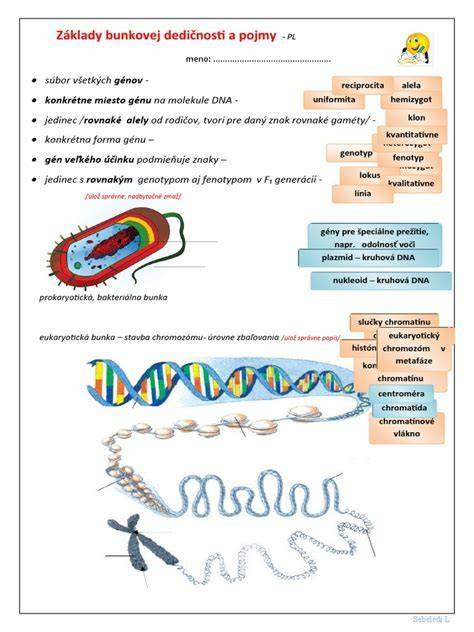 Grafika: Genetické riziká a screening u Austrálskeho ovčiaka