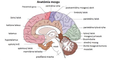 Štruktúra mozgu psa