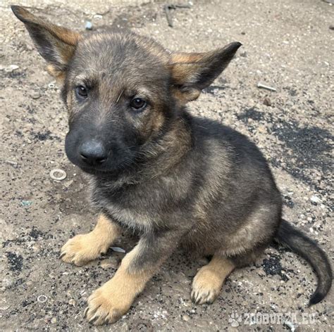 Šteniatka kríženca labradorského retrívera a nemeckého ovčiaka