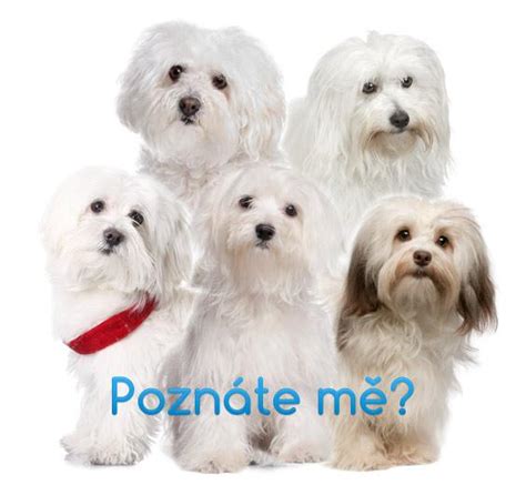Fotogaléria: Malé biele plemená (Maltézsky psík, Bišónik, Westík, Coton de Tuléar)