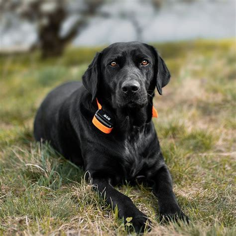 Obojok Reedog: materiály a možnosti úprav