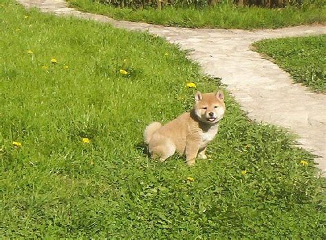 Šteniatko Shiba Inu s preukazom pôvodu