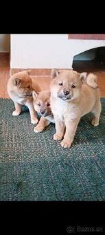 Šteniatka Shiba Inu v hre