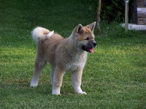 Pes plemena Akita Inu čaká na vlakovej stanici