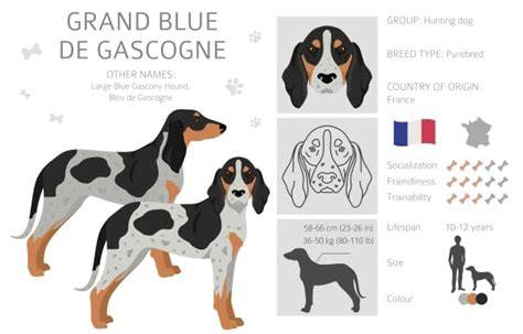 Schéma: porovnanie výšok jednotlivých veľkých duričov (Grand Bleu de Gascogne, Slovenský kopov, Griffon bleu, Baset)