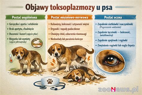 Infografika: Spúšťače agresivity u psa a postupy prevencie