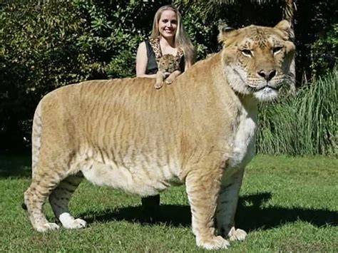 Obr. Liger Hercules - najväčší zaznamenaný liger