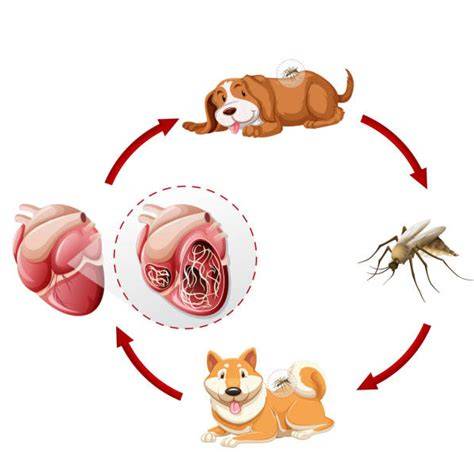 Diagram systémového prístupu k alergiám u psov
