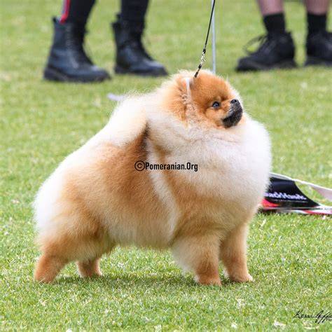 Foto dokumentujúce rôzne farebné varianty Pomeraniana