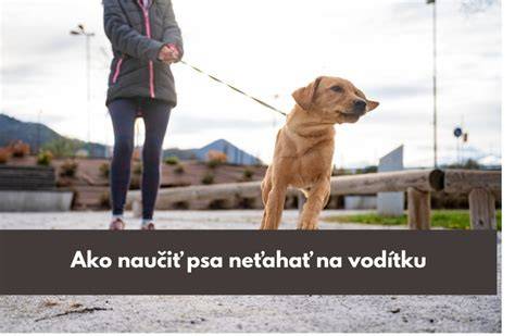 Infografika: Ako správne naučiť psa cikať vonku a ako riešiť nehody