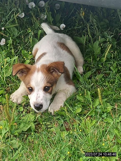 Šteniatko labradorského retrívera