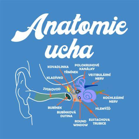 Ideálna vizualizácia anatomie psieho ucha a postupu čistenia