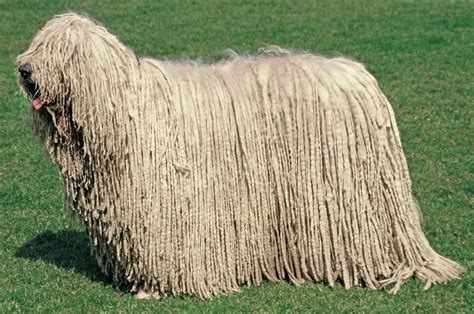 Komondor s typickými dredovitými prameňmi srsti