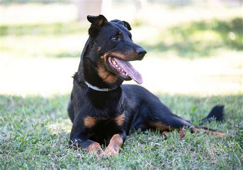 Beauceron_pohlad_portrét.jpg