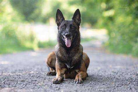 Infografika: Charakteristiky belgických ovčiakov (Malinois a jeho variácie)